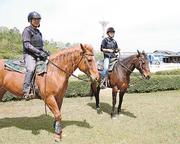 馬の人なつこさ癒やしに かなぎウェスタンライディングパーク 浜田市金城町 4 山陰中央新報デジタル 馬の人なつこさ癒やしに かなぎウェスタンライディングパーク 浜田市金城町 4 山陰中央新報デジタル