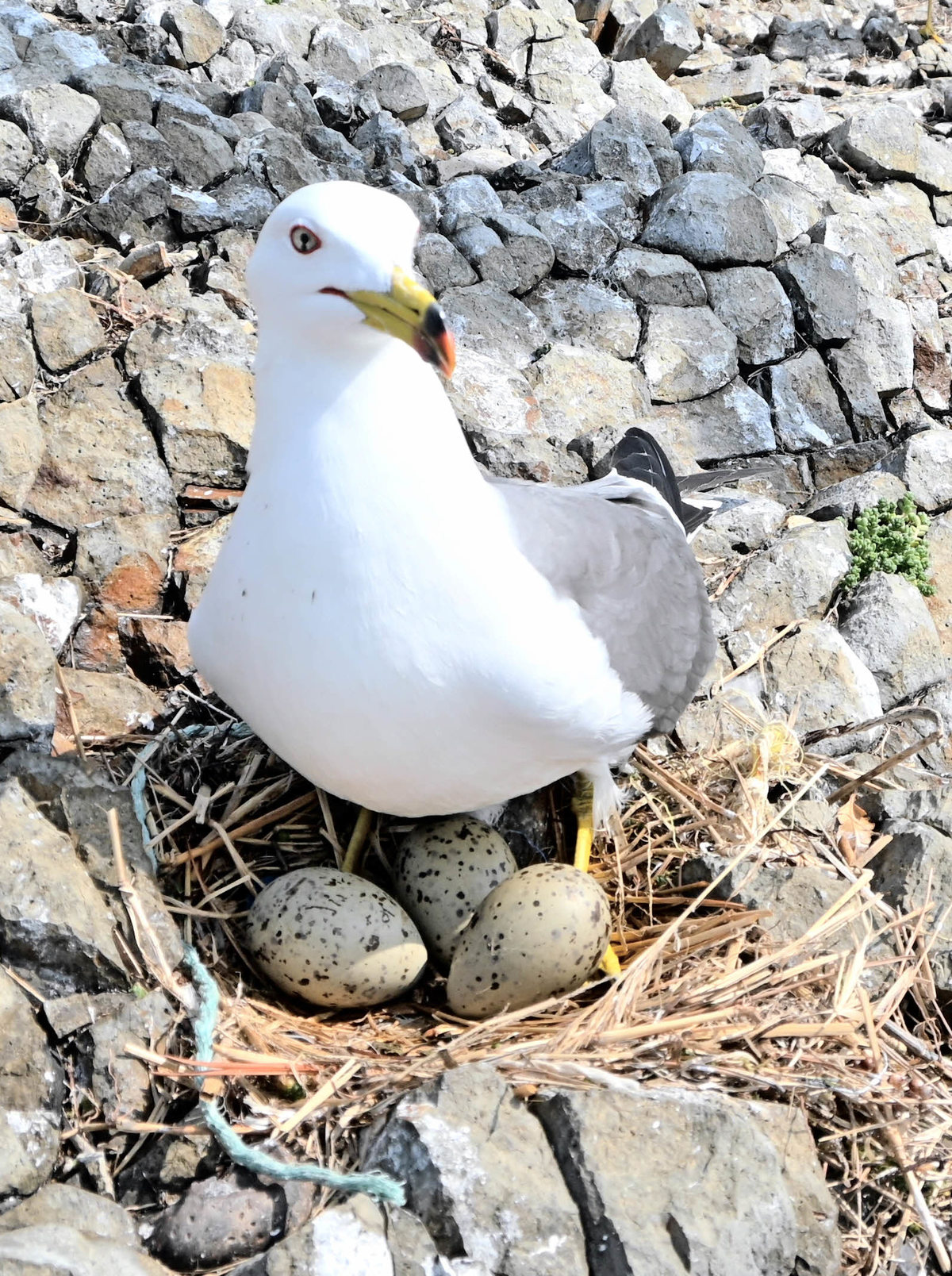 朝刊先読み 出雲 経島でウミネコ産卵状況調査 ２４年ぶりに７００個超える卵 山陰中央新報デジタル