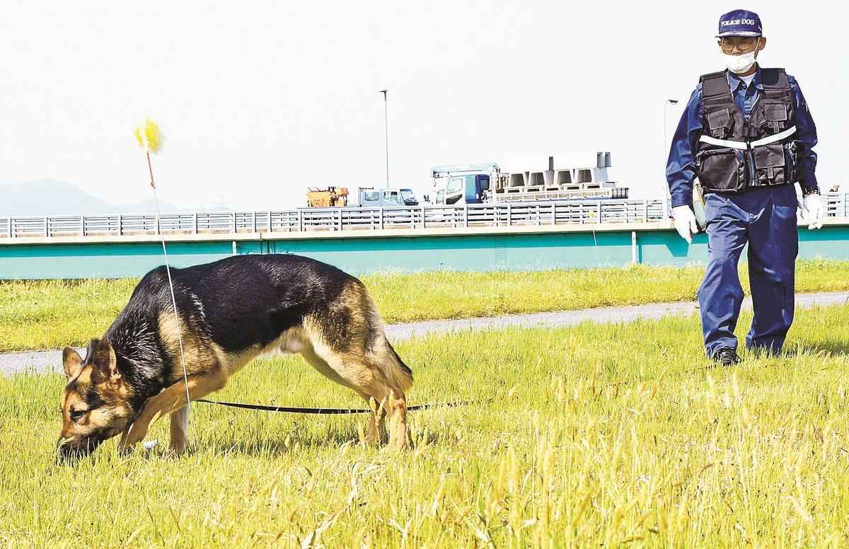 警察犬 若手指導手現る 島根県警 嘱託犬３匹増え９匹に 減少傾向 不在地解消に期待 山陰中央新報デジタル