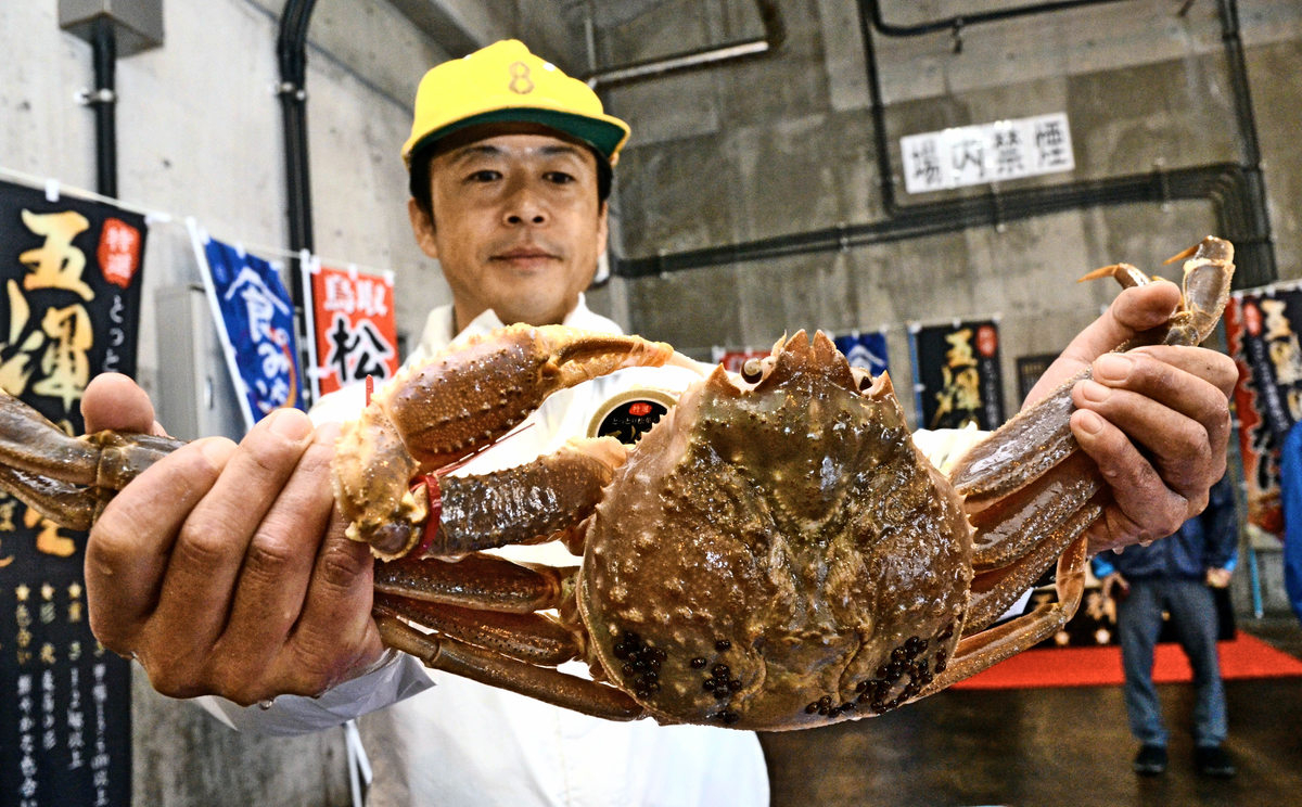 朝刊先読み 松葉ガニの初競り始まる １匹９０万円も 山陰中央新報デジタル