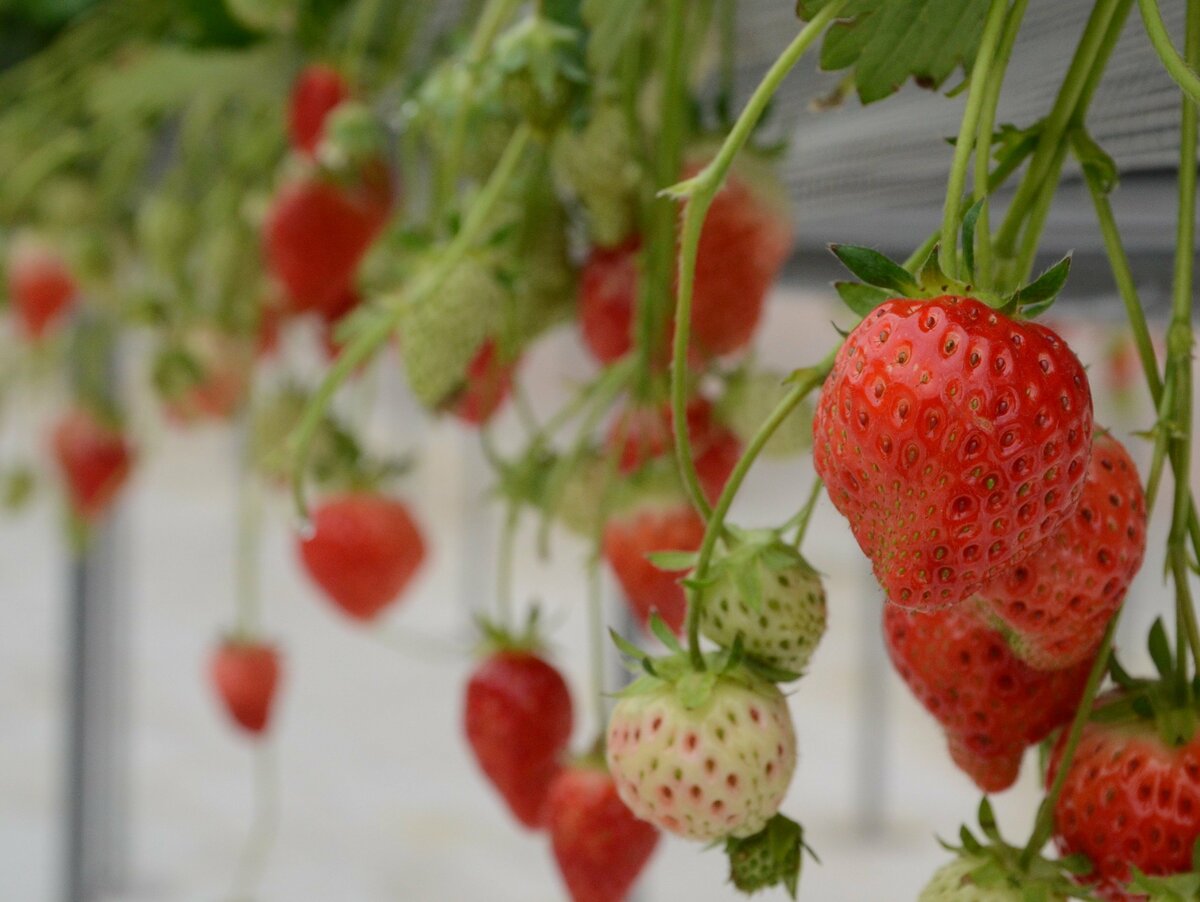 イチゴ狩りシーズン到来 山陰両県のスポットや楽しみ方を紹介 ｓデジオリジナル記事 山陰中央新報デジタル