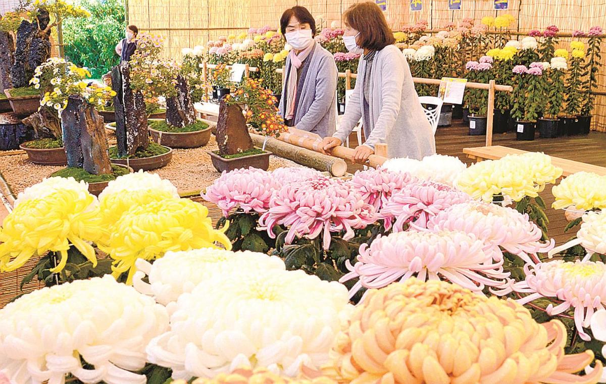菊 花言葉は 高貴 しまね花の郷で展示 山陰中央新報デジタル 菊 花言葉は 高貴 しまね花の郷で展示 山陰中央新報デジタル