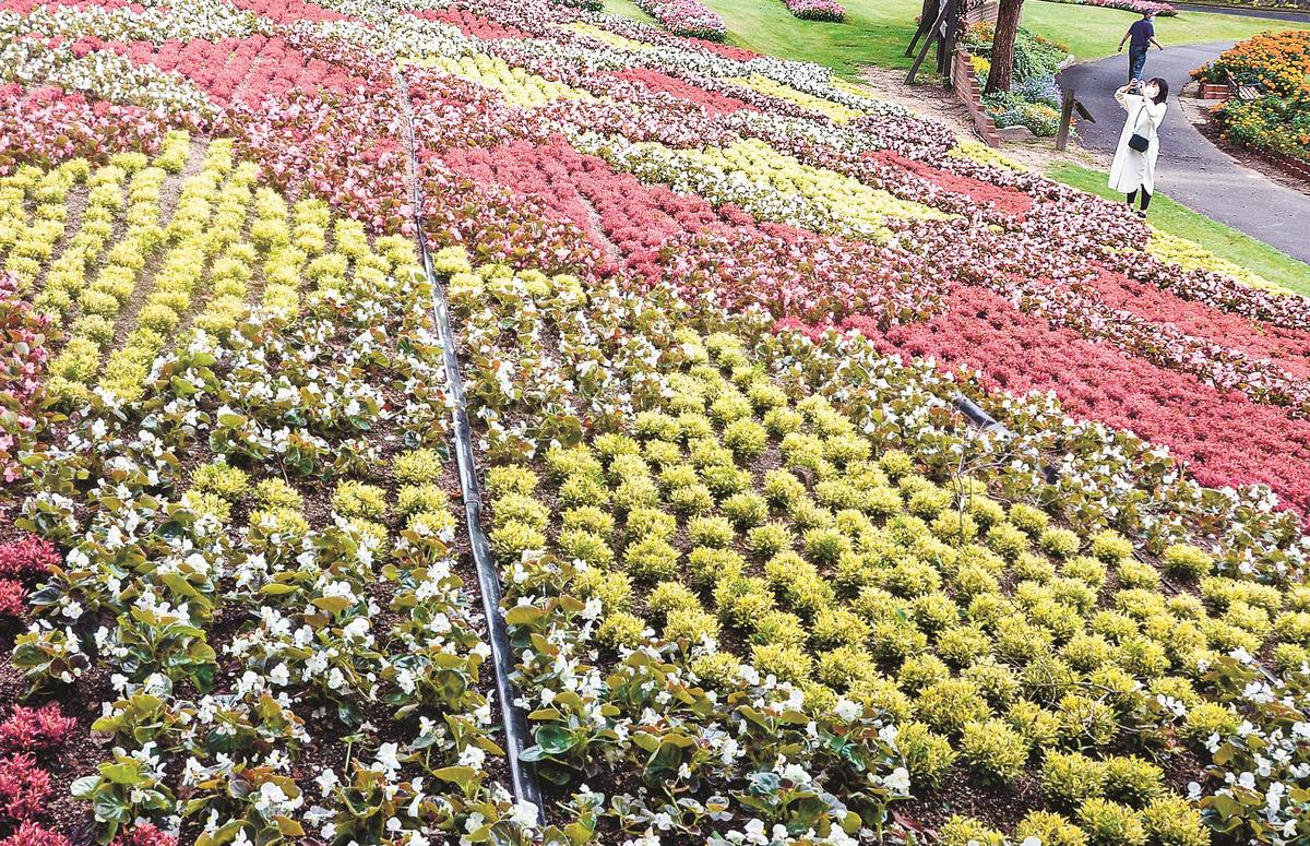 花模様 七宝つなぎ 見頃 山陰中央新報デジタル