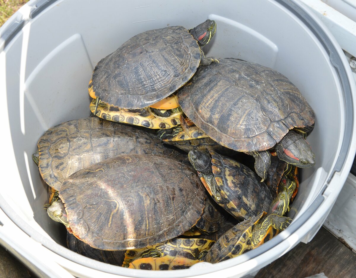 国宝 松江城のお堀が外来カメの巣窟に 水都の 危機 に立ち上がった70代コンビ 戦いの日々 ｓデジオリジナル記事 山陰中央新報デジタル