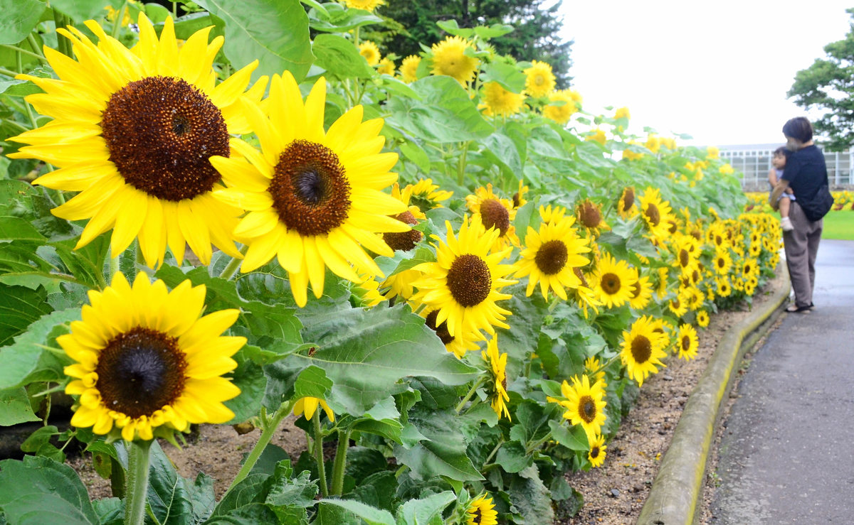 朝刊先読み ヒマワリ1400本見頃 猛暑や豪雨に負けず美しく しまね花の郷 山陰中央新報デジタル 朝刊先読み ヒマワリ1400本見頃 猛暑や豪雨に負けず美しく しまね花の郷 山陰中央新報デジタル