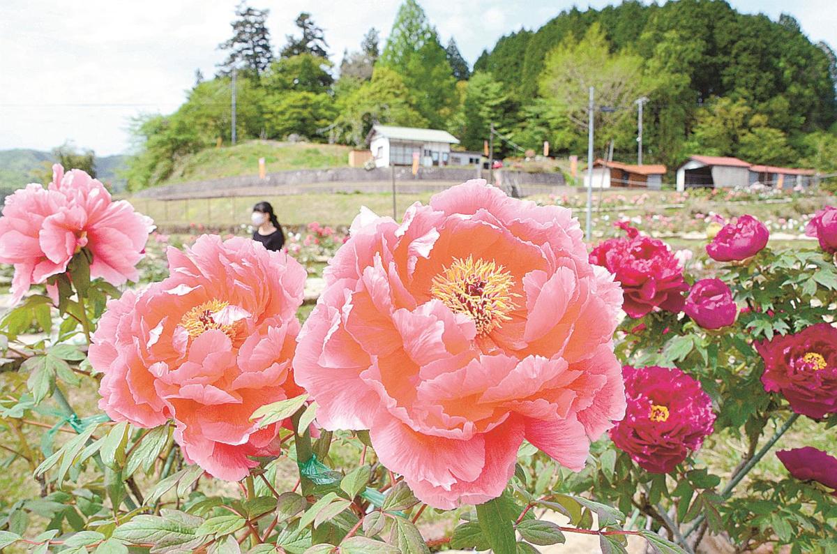 １５０種の大輪 鮮やか 飯南 山陰中央新報デジタル