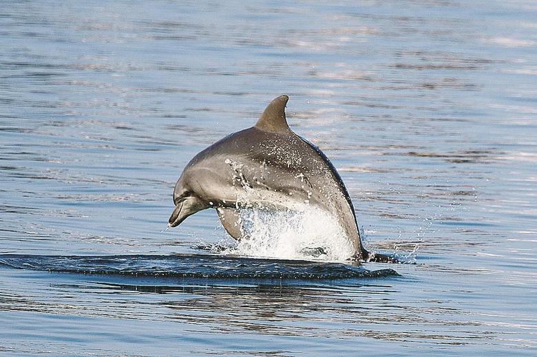 境水道にイルカいた 愛らしい姿 漁師は困り顔 山陰中央新報デジタル 境水道にイルカいた 愛らしい姿 漁師は困り顔 山陰中央新報デジタル