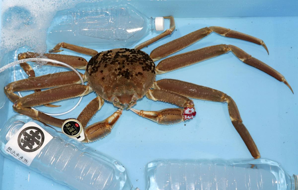 朝刊先読み 松葉ガニの初競り始まる １匹９０万円も 山陰中央新報デジタル