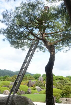 手作業でアカマツの余分な葉を落とす庭師＝安来市古川町、足立美術館