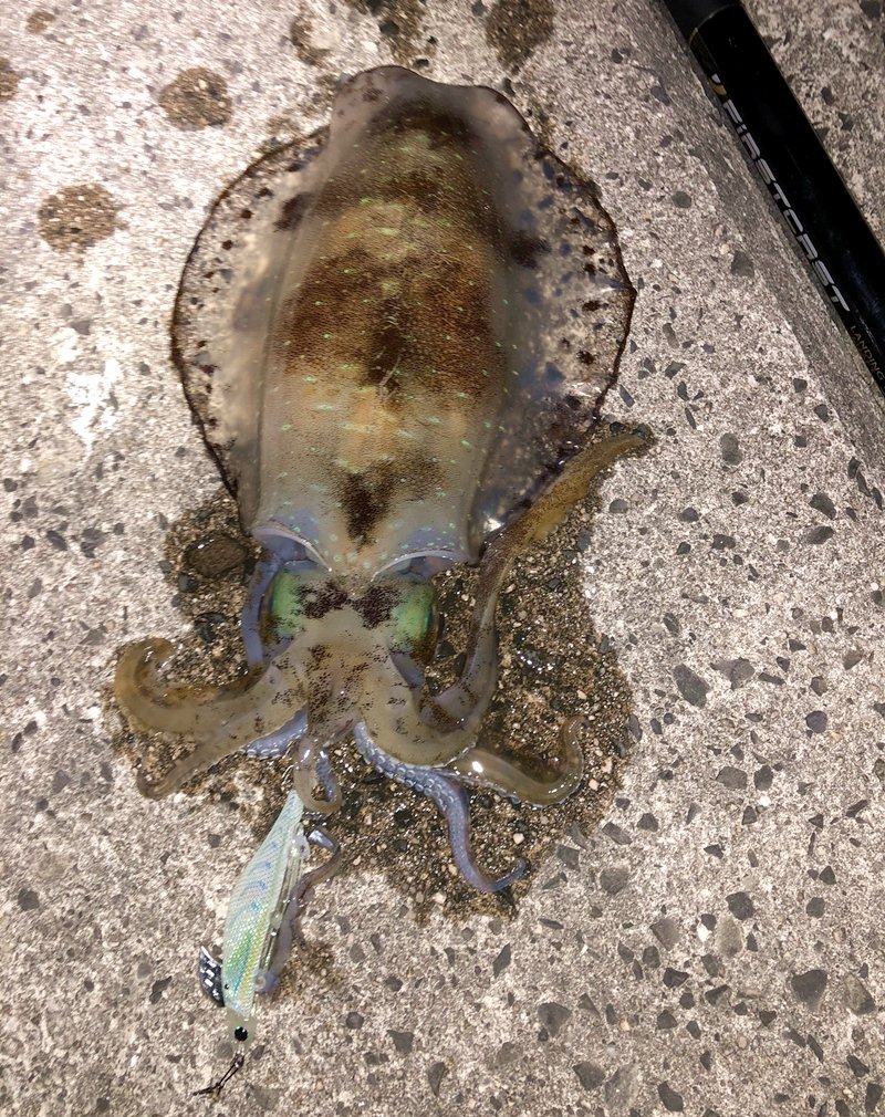 十六島港でアオリイカなど 山陰中央新報デジタル