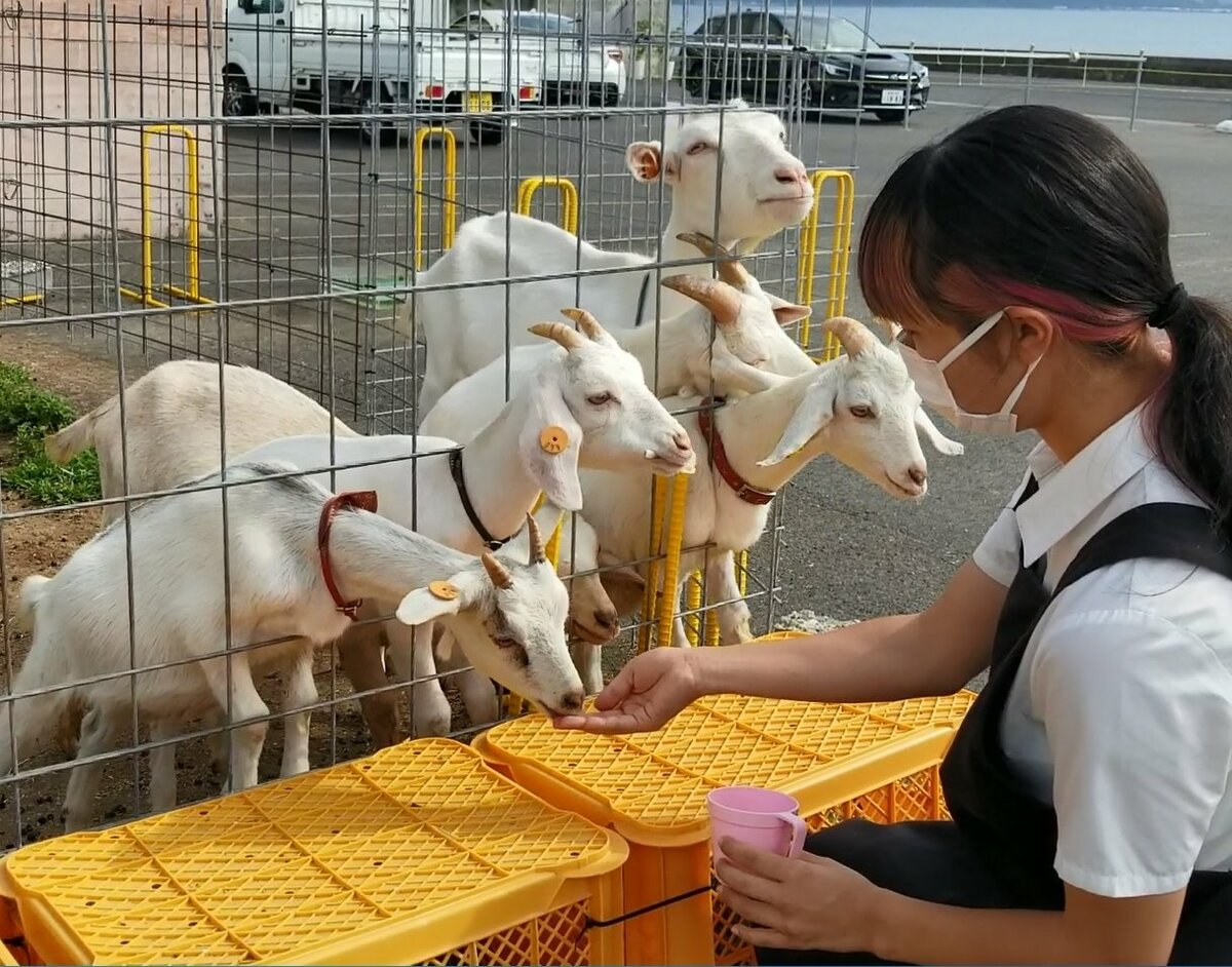 動画あり ヤギの乳ってどんな味 しぐさがかわいい と人気 地域の メェ 所 に ｓデジオリジナル記事 山陰中央新報デジタル