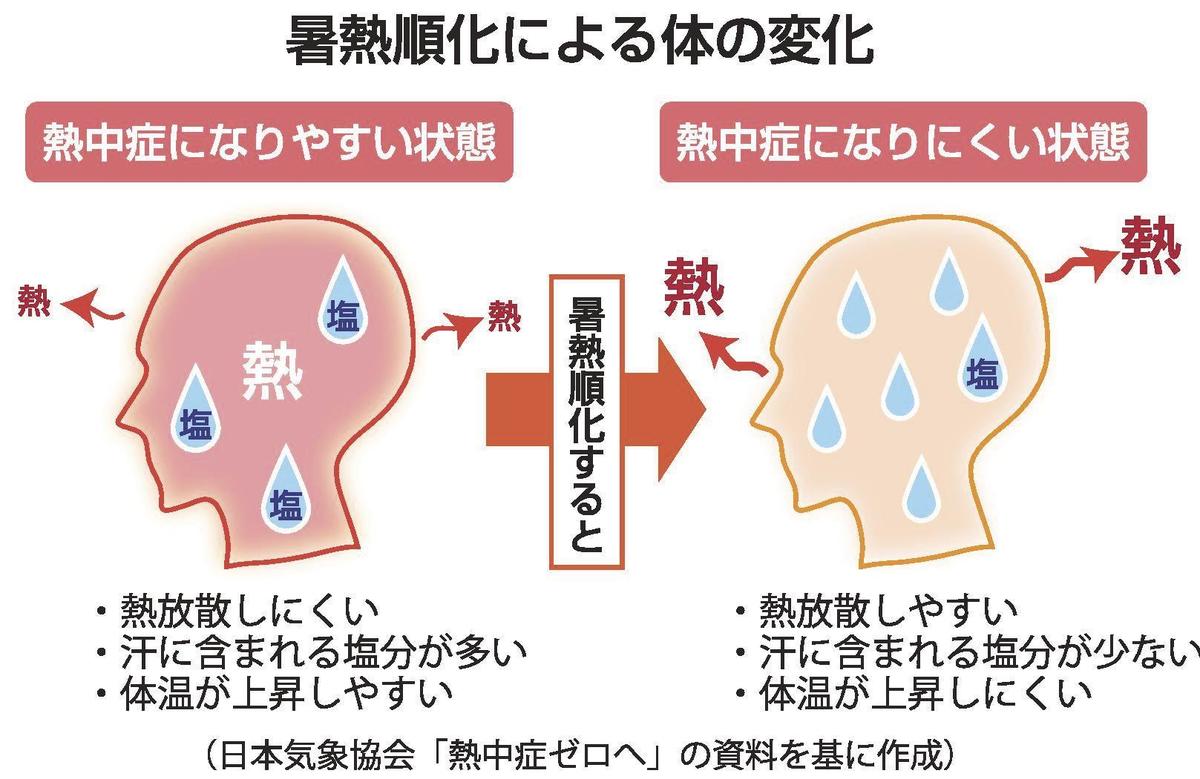 人は極度の暑さに慣れていないのです！人体は熱ストレスに対してどのように反応するのでしょうか?