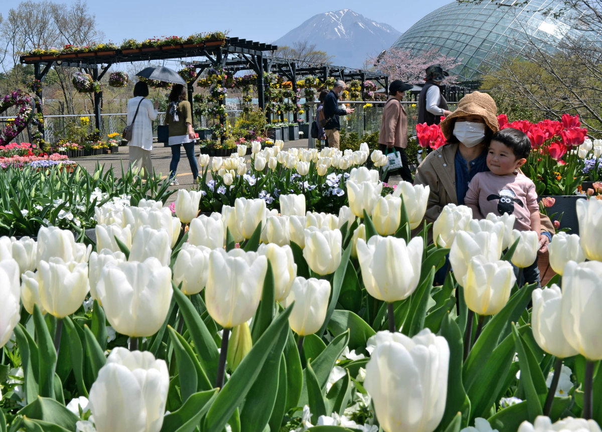 朝刊先読み とっとり花回廊で チューリップまつり 山陰中央新報デジタル