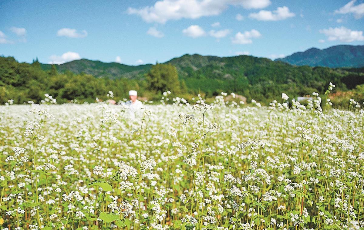秋の到来告げるソバの花 山陰中央新報デジタル