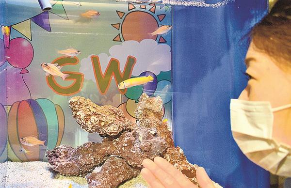 鮮やかな体色が目を引く初展示のイエロータイルフィッシュ(写真中央)=浜田市・江津市、しまね海洋館アクアス